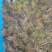 【推荐】迷彩青蛙1两以上养殖基地一手货源质量保证线上交易！