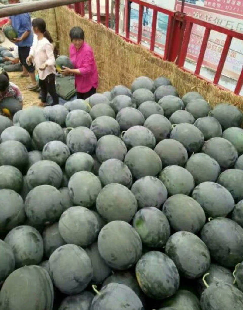 湖北万亩黑皮无籽西瓜黑金刚洞庭头茬瓜社区团购+批发
