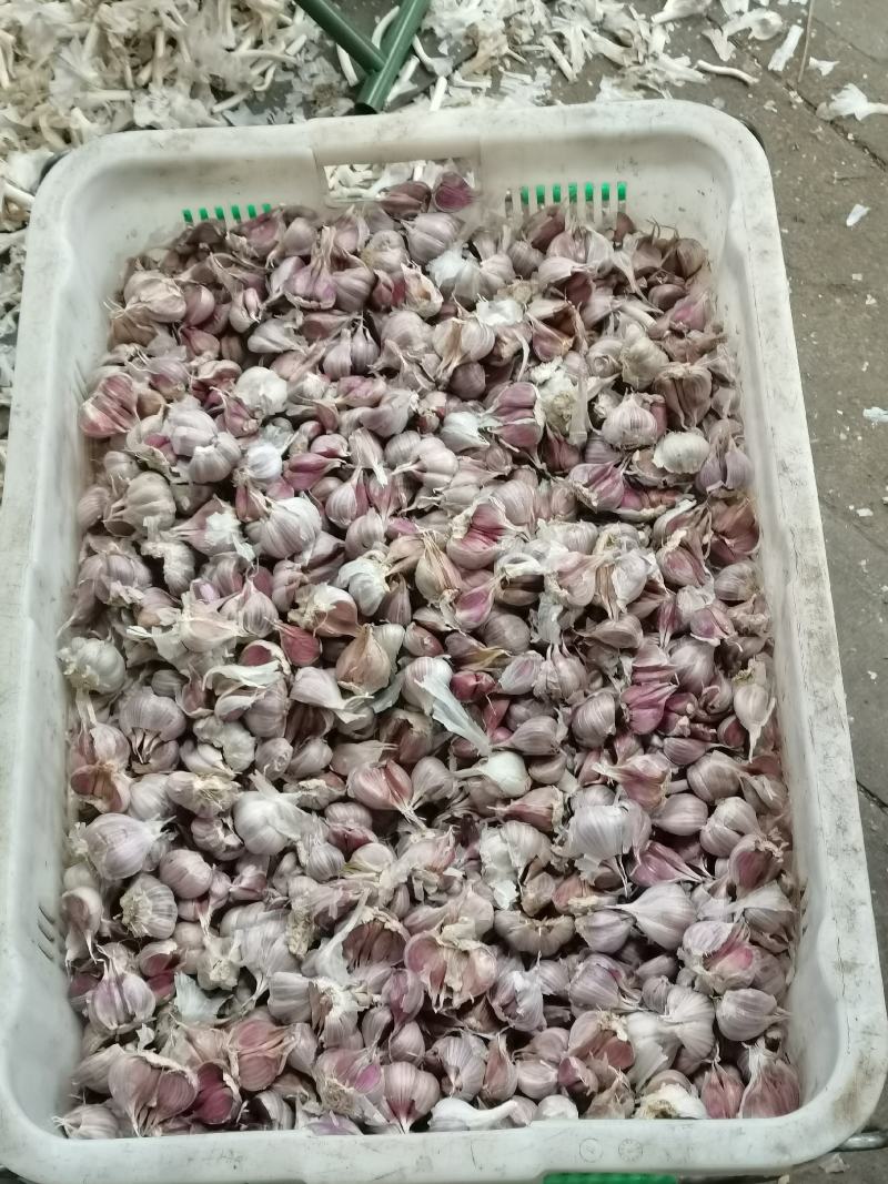 种蒜蒜苗蒜蒜苔蒜红瓣蒜人工分瓣蒜种