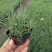 地被石竹金鸡菊鼠尾草马鞭草基地直销常夏石竹批发