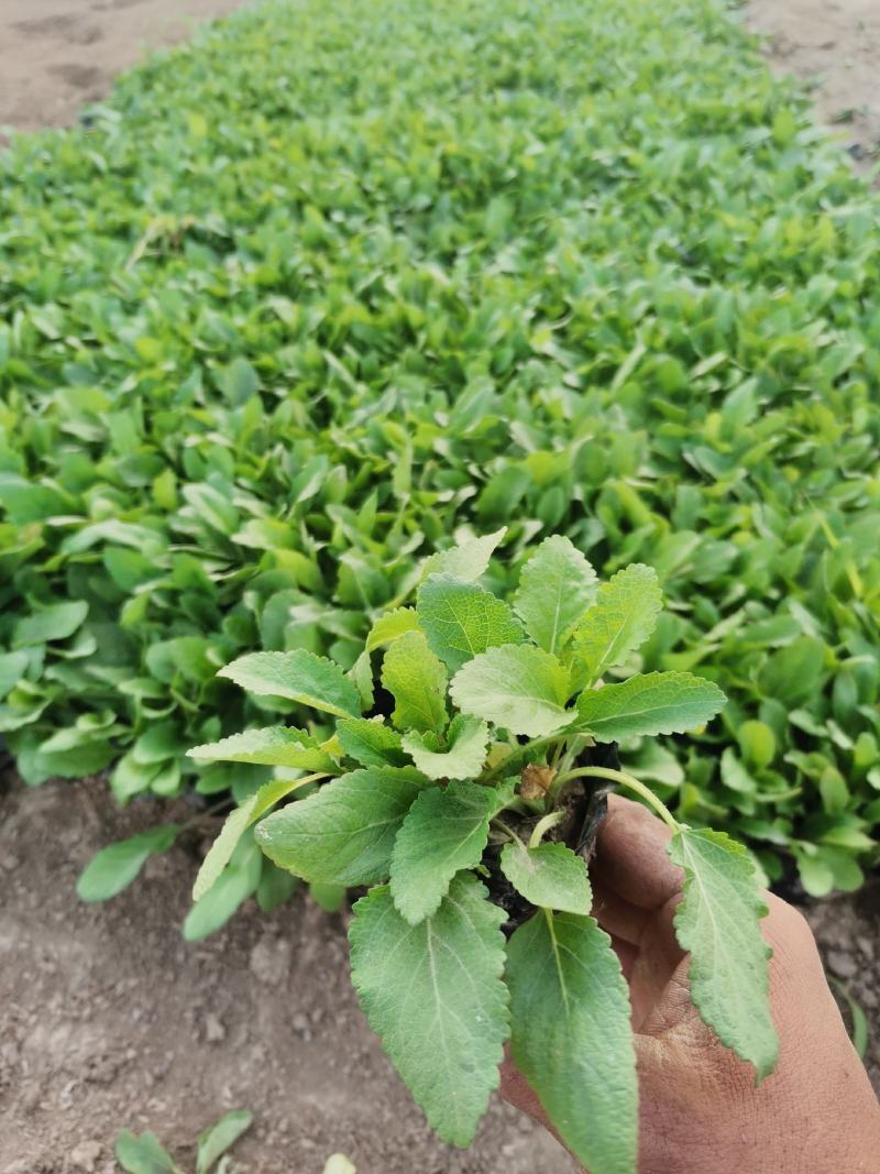 地被石竹金鸡菊鼠尾草马鞭草基地直销常夏石竹批发