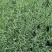 地被石竹金鸡菊鼠尾草马鞭草基地直销常夏石竹批发