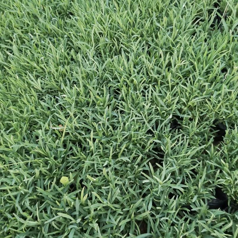 地被石竹金鸡菊鼠尾草马鞭草基地直销常夏石竹批发