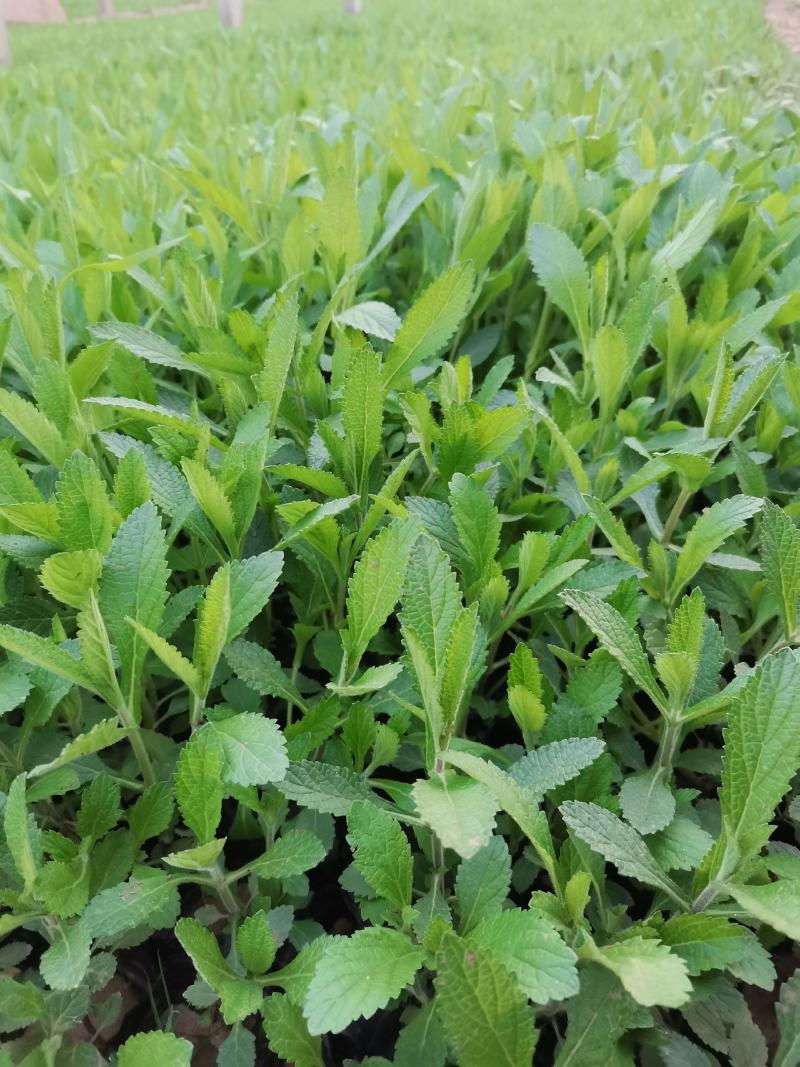 地被石竹金鸡菊鼠尾草马鞭草基地直销常夏石竹批发