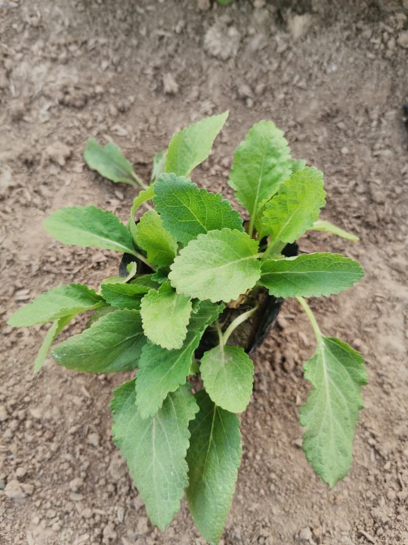 地被石竹金鸡菊鼠尾草马鞭草基地直销常夏石竹批发