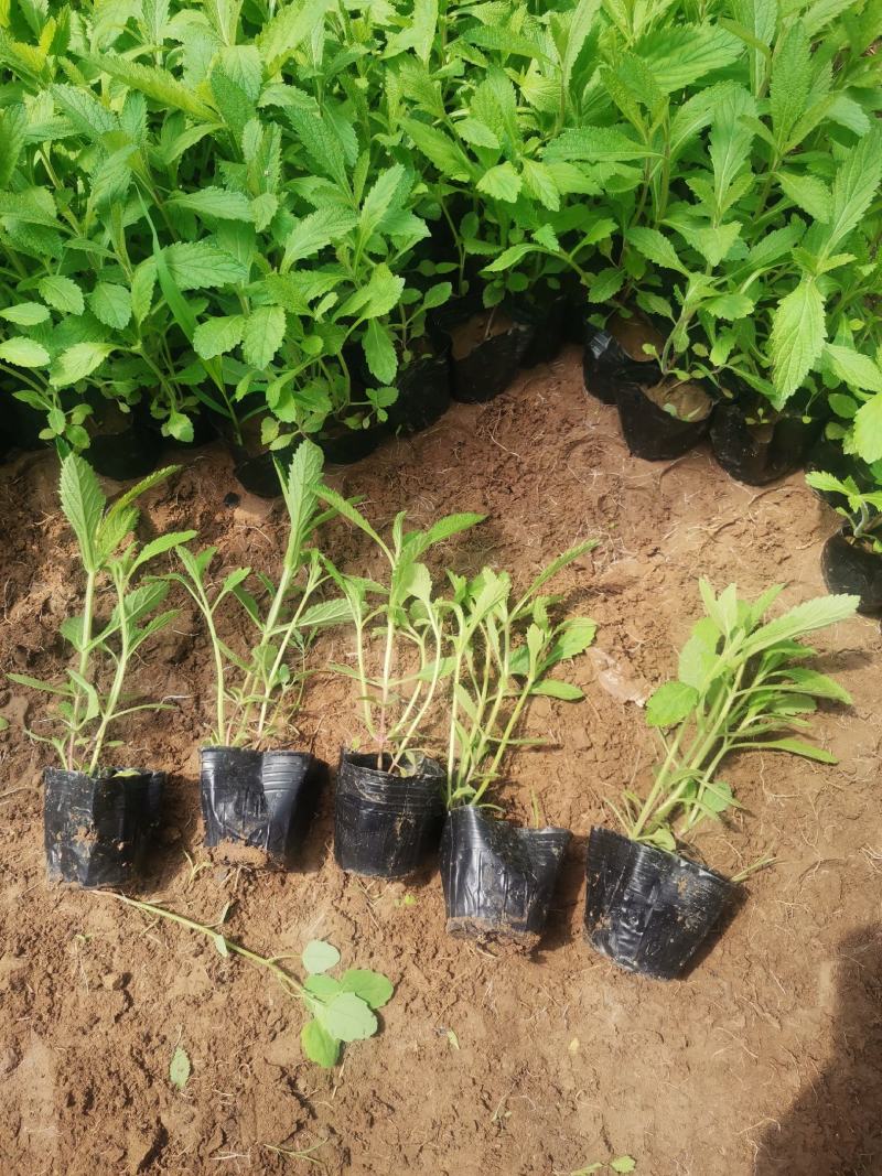 地被石竹金鸡菊鼠尾草马鞭草基地直销常夏石竹批发