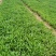 地被石竹金鸡菊鼠尾草马鞭草基地直销常夏石竹批发