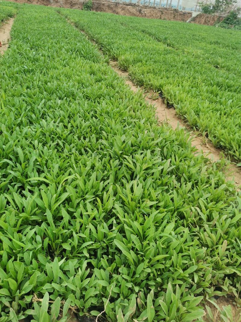 地被石竹金鸡菊鼠尾草马鞭草基地直销常夏石竹批发