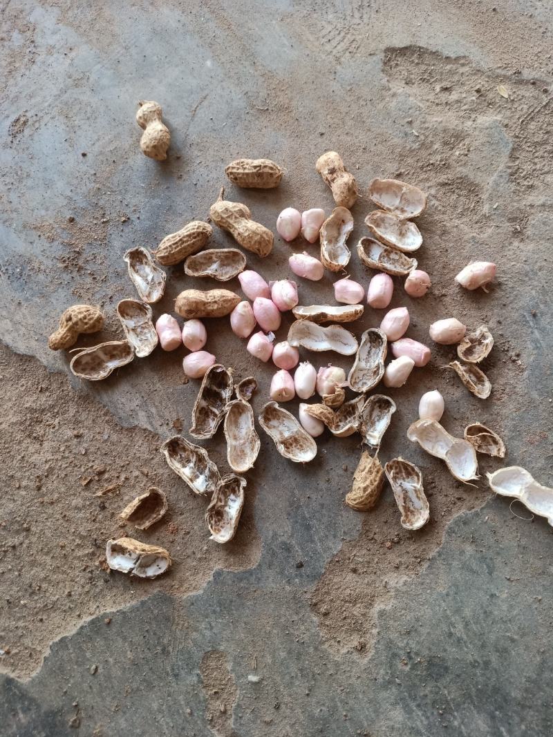 小白沙鲜果花生