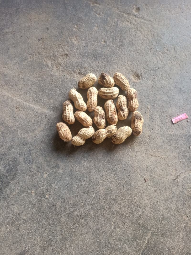 小白沙鲜果花生
