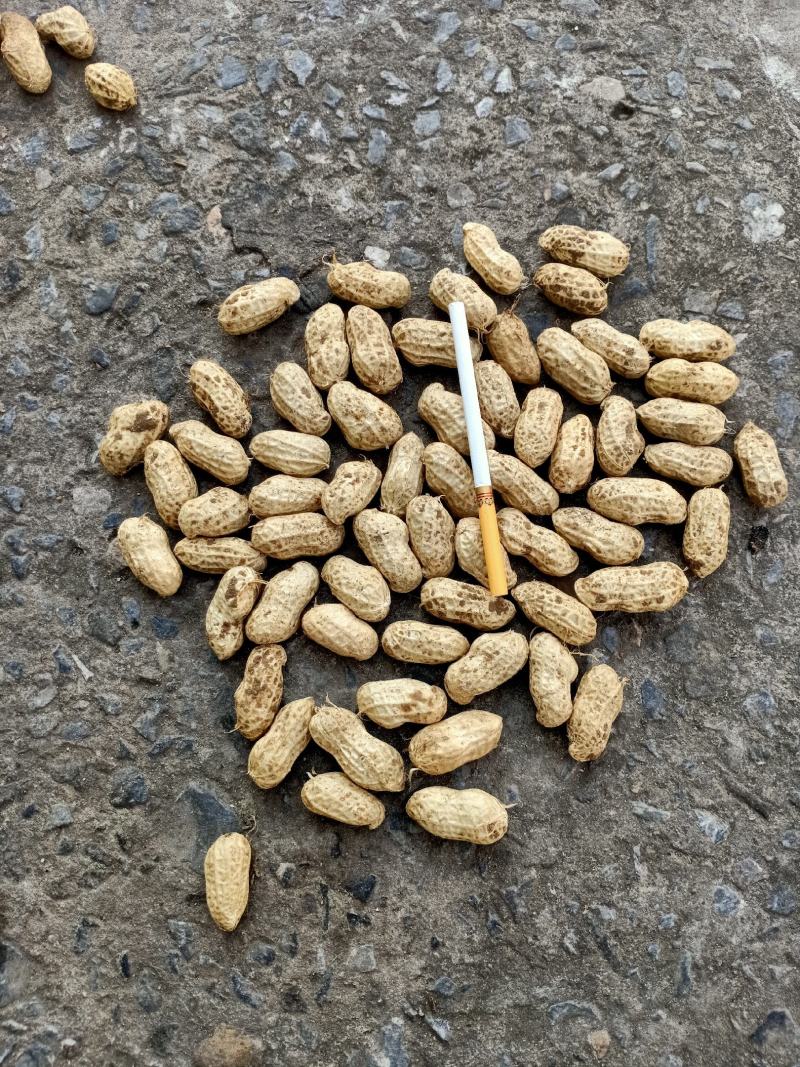 小白沙鲜果花生