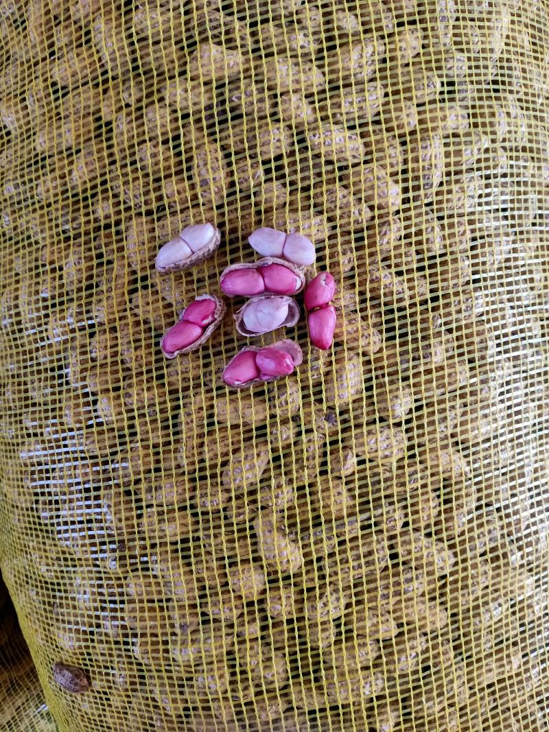 小白沙鲜果花生