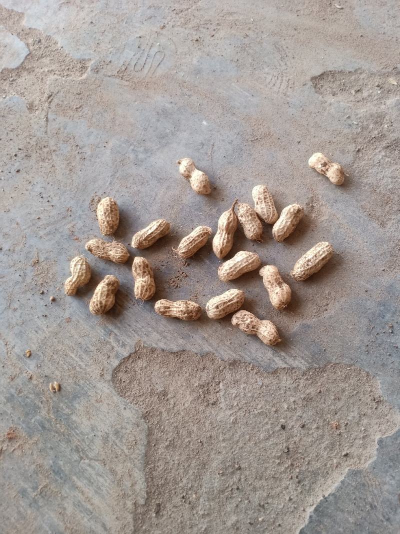 小白沙鲜果花生