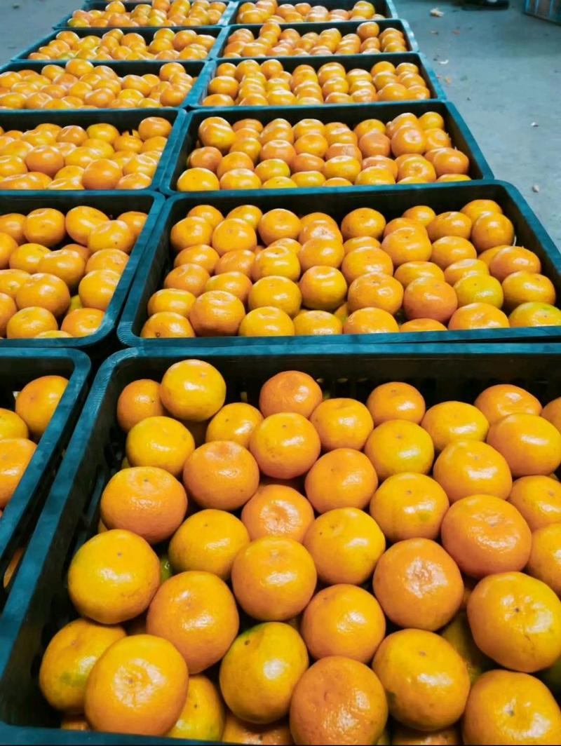 大降价蜜橘高山柑桔带叶桔大量电商市场平台一手货源！！