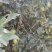 青苹果