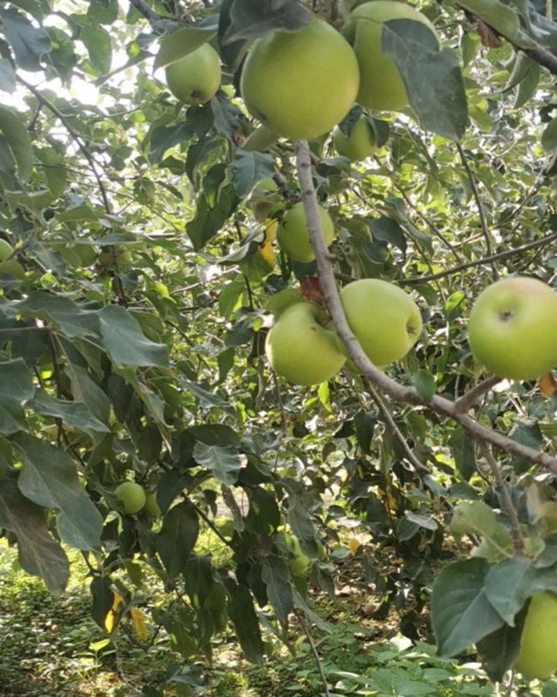 青苹果
