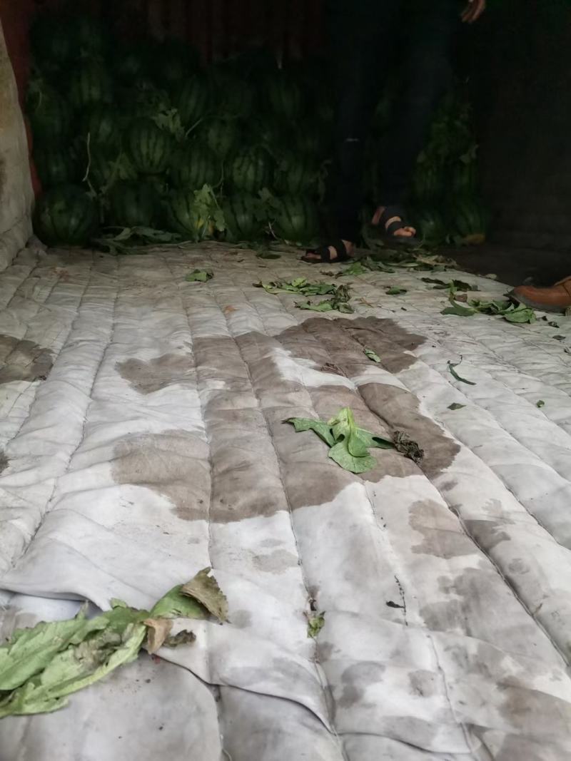 莒南县道口镇又大又甜的西瓜大量上市了!!有需要的联系我