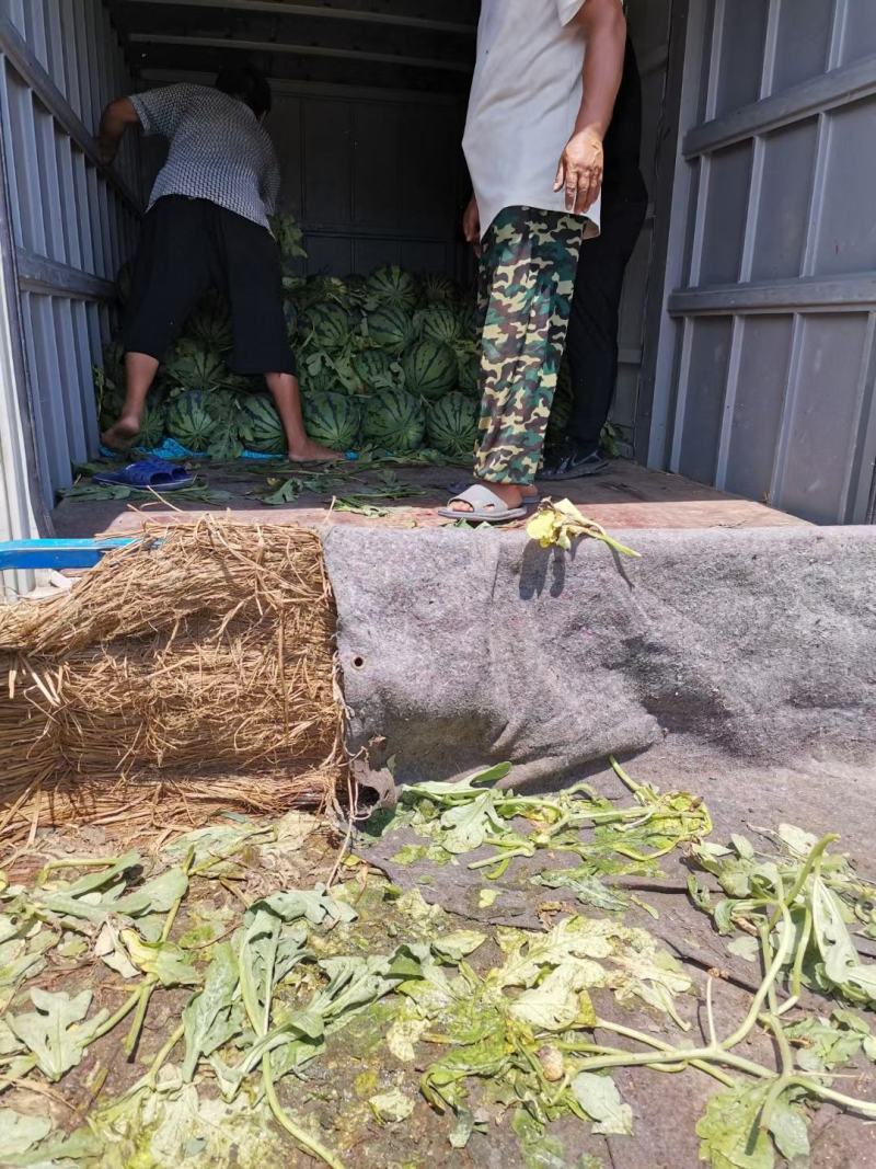 莒南县道口镇又大又甜的西瓜大量上市了!!有需要的联系我