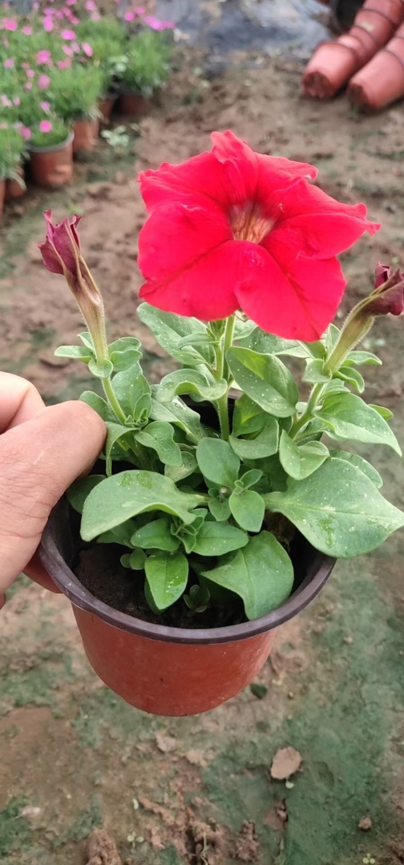 矮牵牛，精品矮牵牛花，基地直发，大量供应