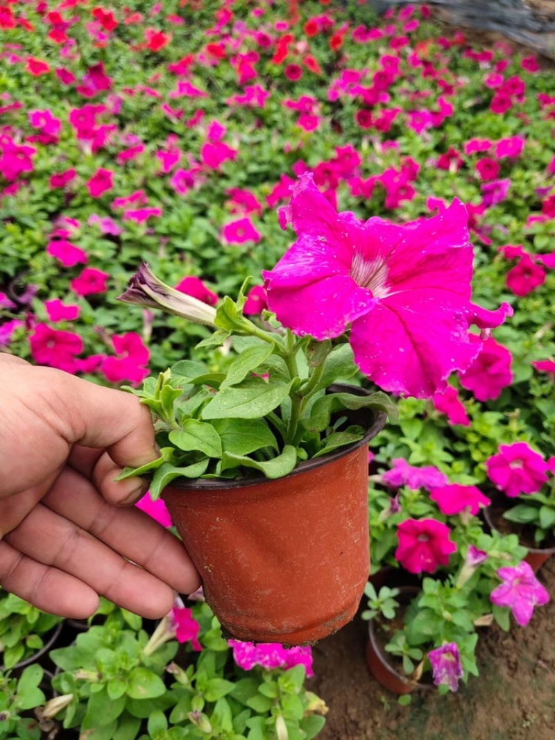 矮牵牛，精品矮牵牛花，基地直发，大量供应