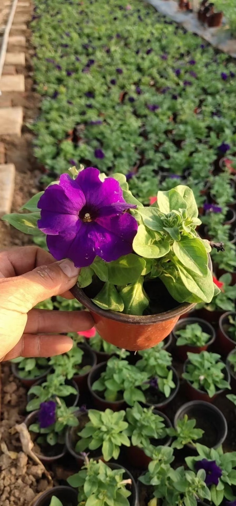 矮牵牛，精品矮牵牛花，基地直发，大量供应