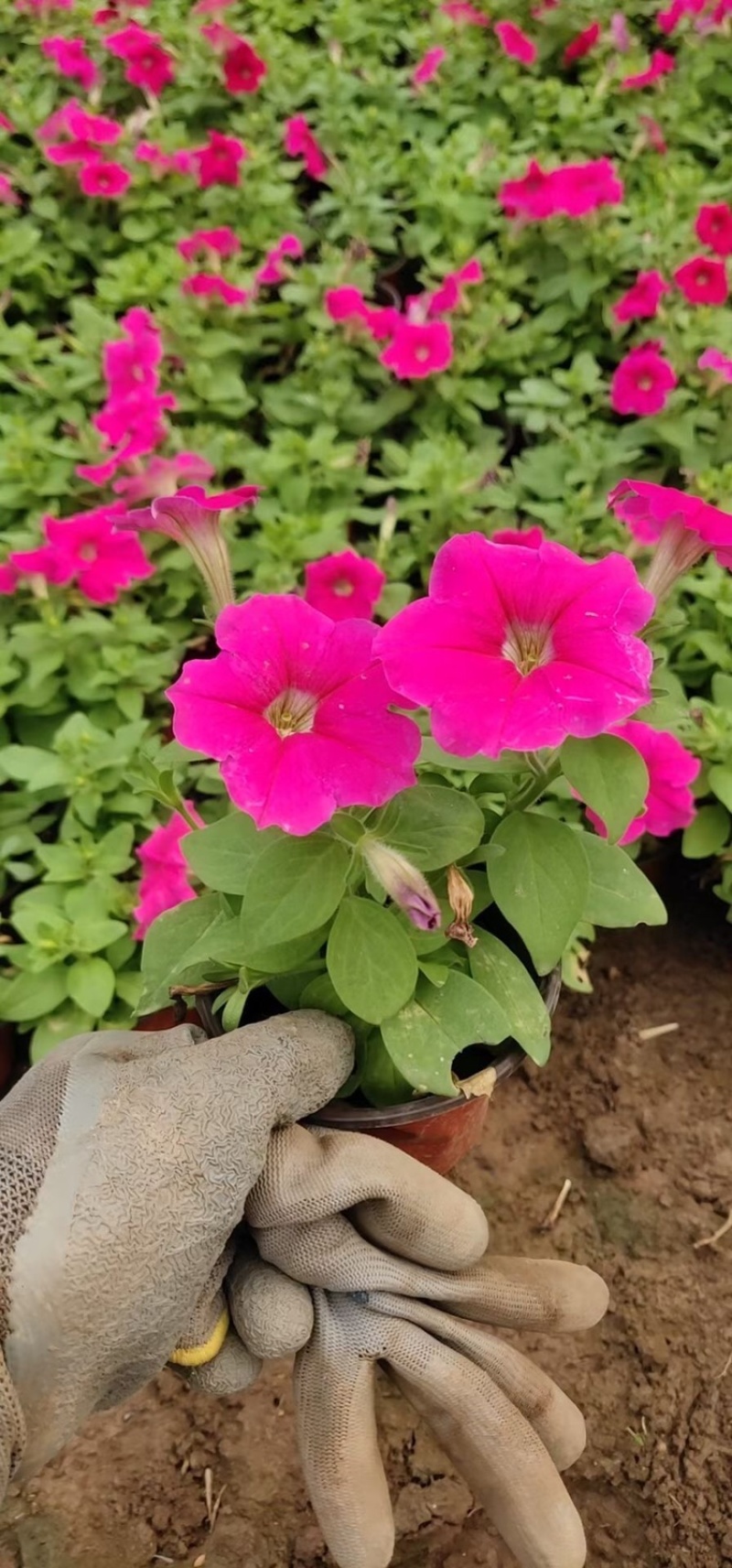 矮牵牛，精品矮牵牛花，基地直发，大量供应