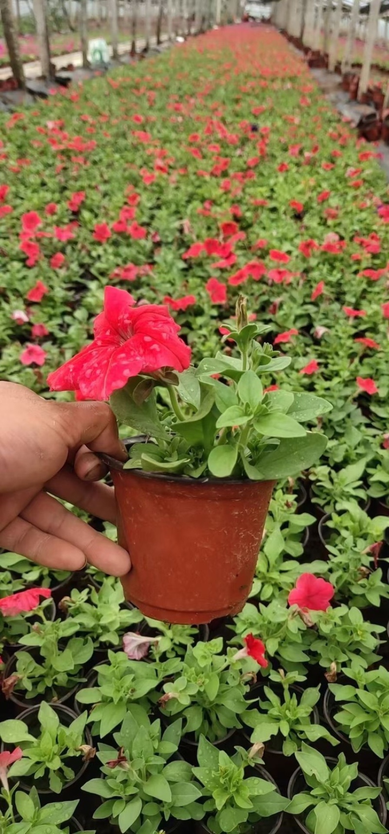 矮牵牛，精品矮牵牛花，基地直发，大量供应
