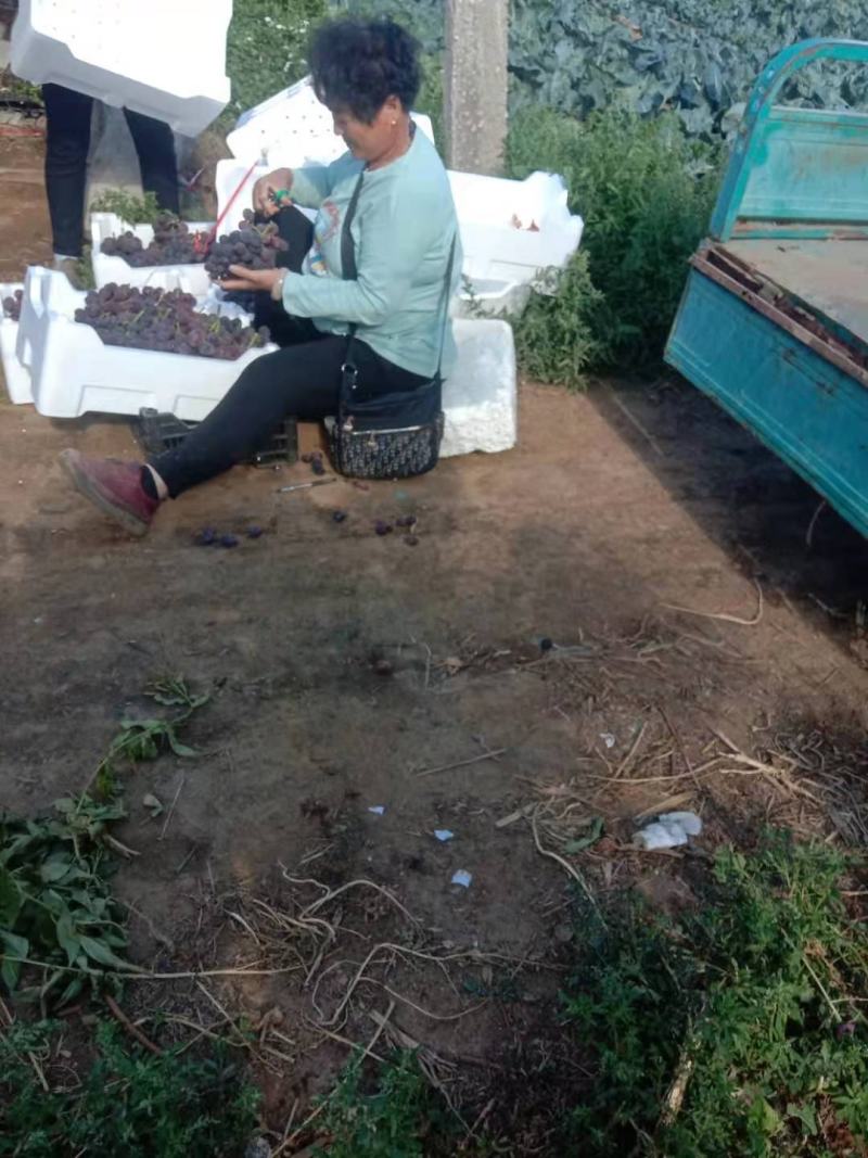以结束黑提4葡萄乒乓球葡萄产地直供视频看货以质论价随行就