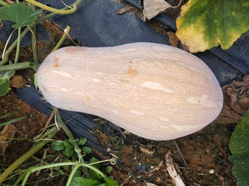 密本南瓜70万斤等你来