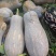 密本南瓜70万斤等你来