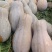 密本南瓜70万斤等你来