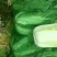娃娃菜大量上市