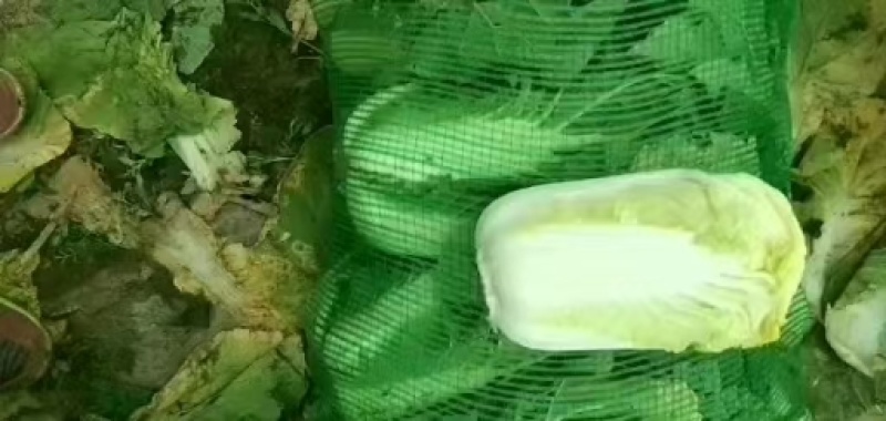 娃娃菜大量上市