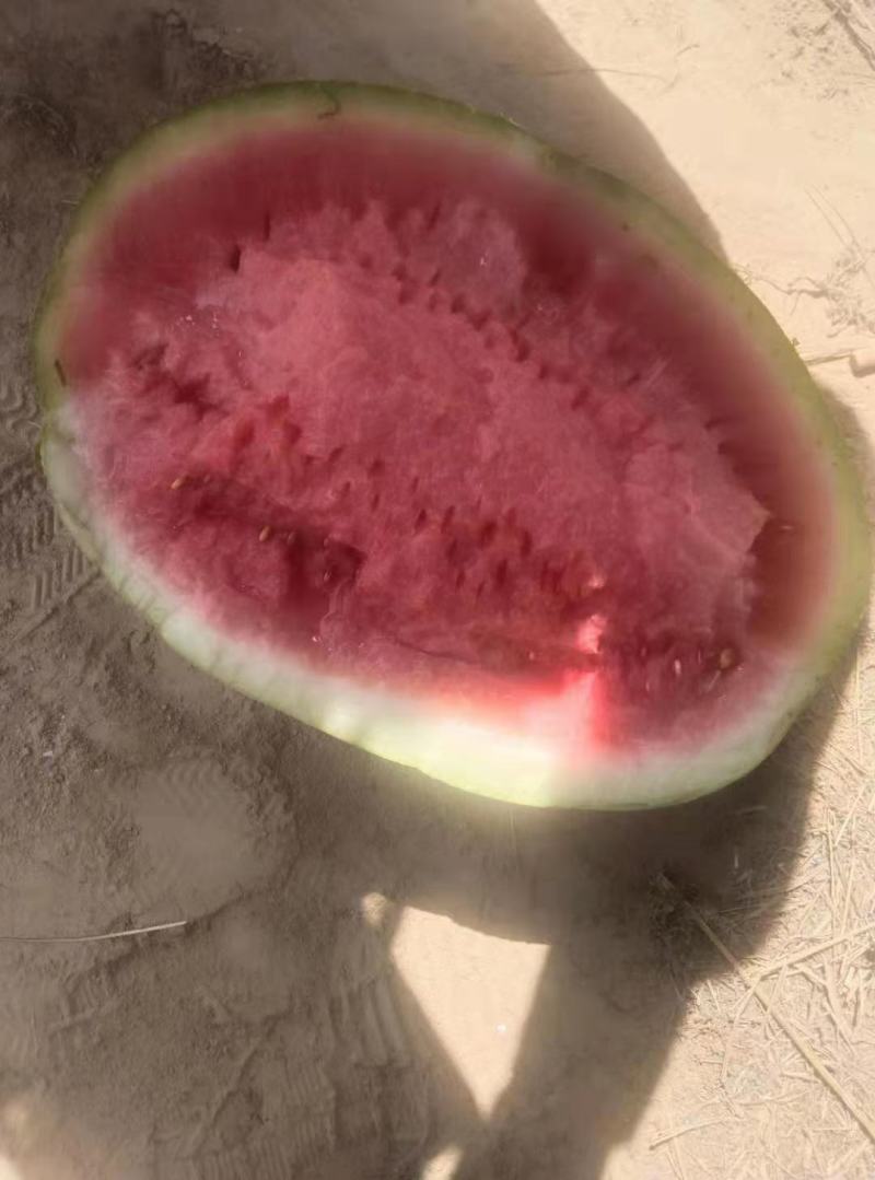 靖远砂西瓜，皮薄瓤甜，大量上市