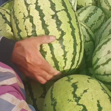 靖远砂西瓜，皮薄瓤甜，大量上市