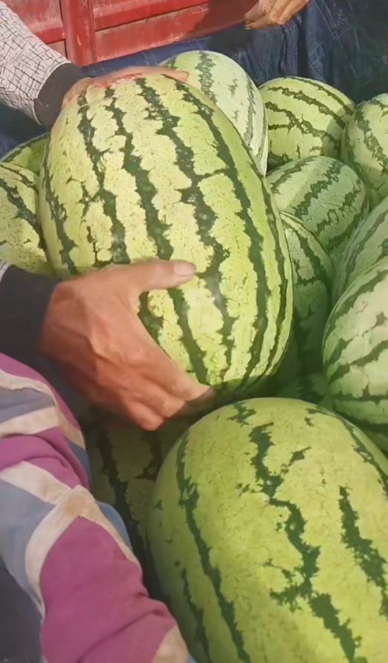 靖远砂西瓜，皮薄瓤甜，大量上市