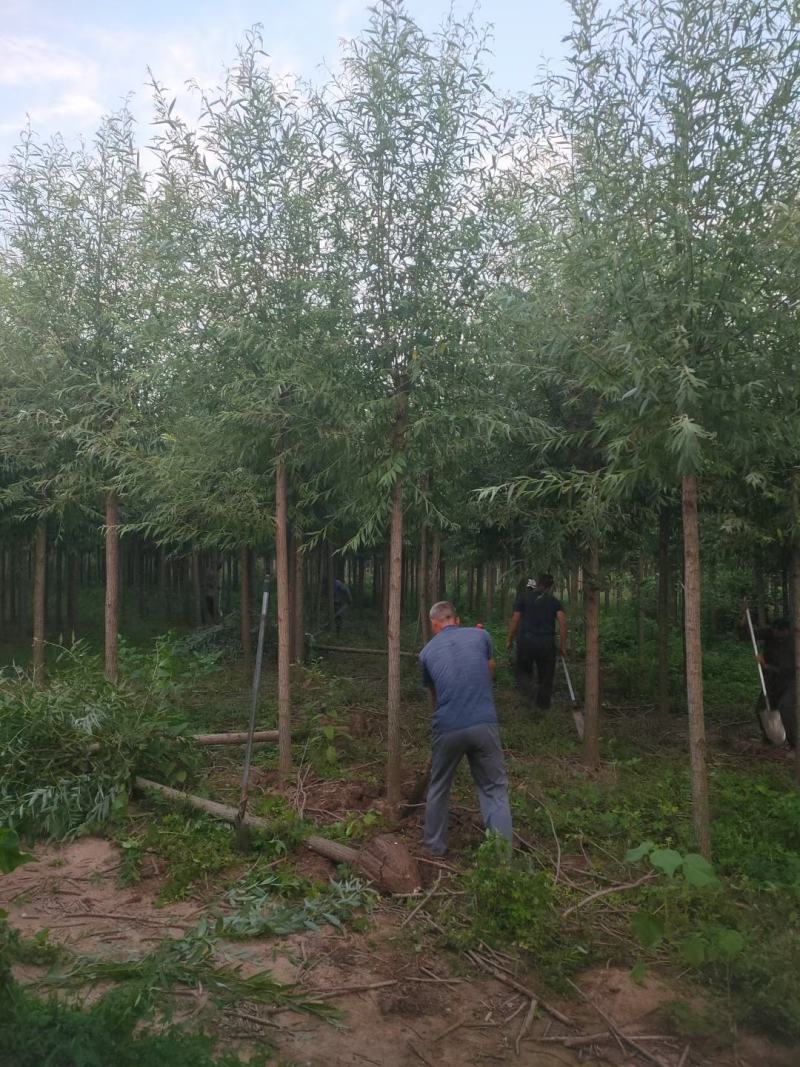 柳树直柳垂柳竹柳树行道树柳树批发柳树