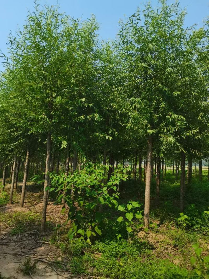 柳树直柳垂柳竹柳树行道树柳树批发柳树