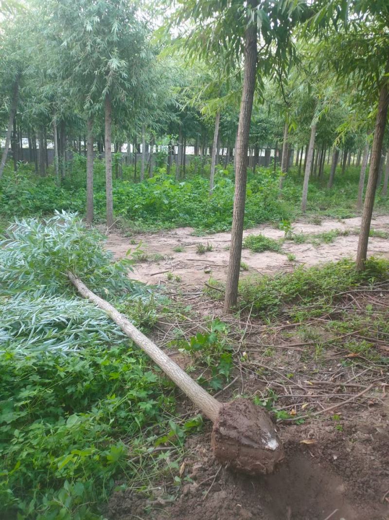 柳树直柳垂柳竹柳树行道树柳树批发柳树