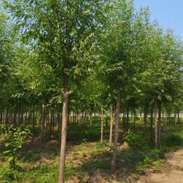 柳树直柳垂柳竹柳树行道树柳树批发柳树