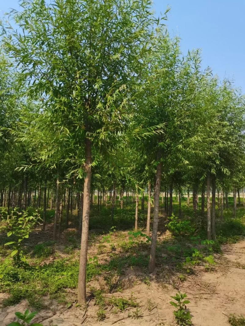 柳树直柳垂柳竹柳树行道树柳树批发柳树