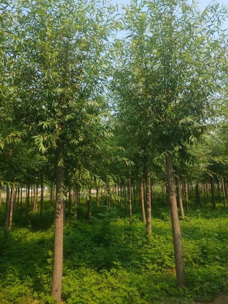 柳树直柳垂柳竹柳树行道树柳树批发柳树