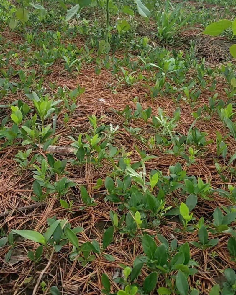 白鲜皮种苗，产地直供，产量高根粗芯细人工除草现挖现发。