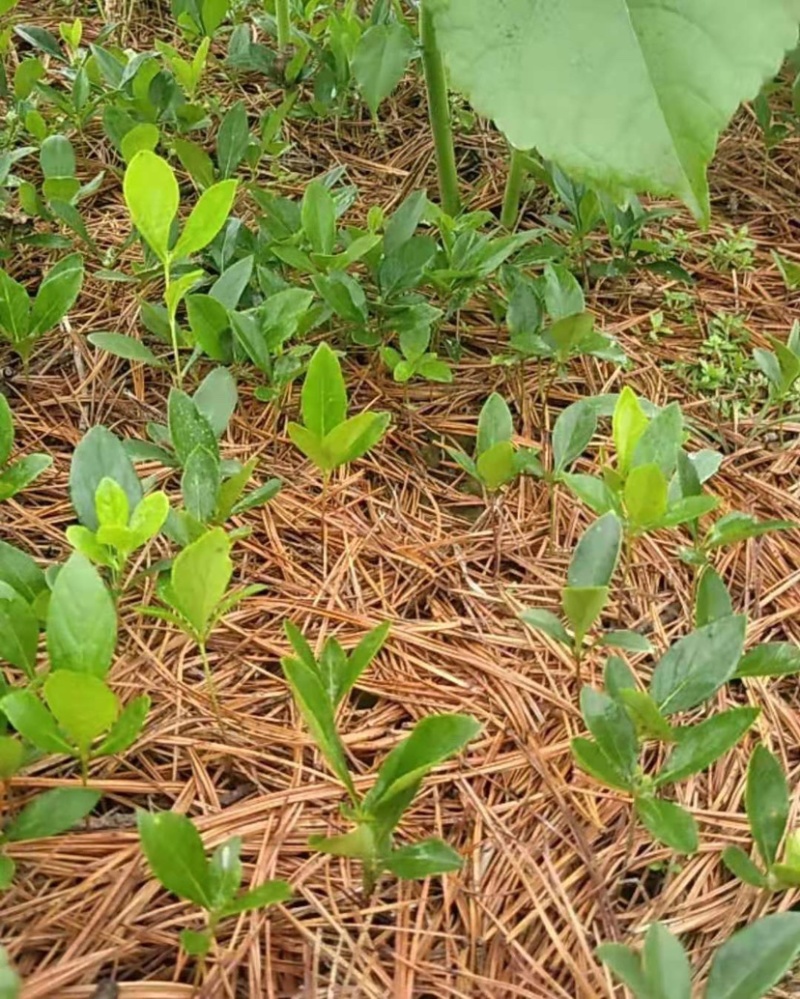 白鲜皮种苗，产地直供，产量高根粗芯细人工除草现挖现发。