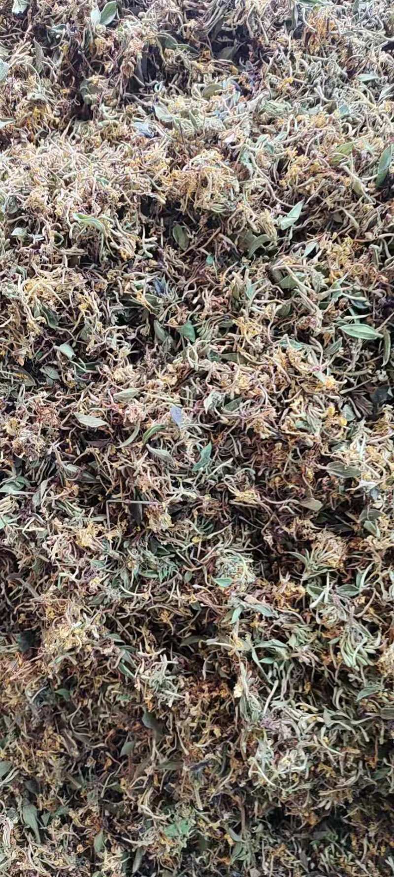 金银花