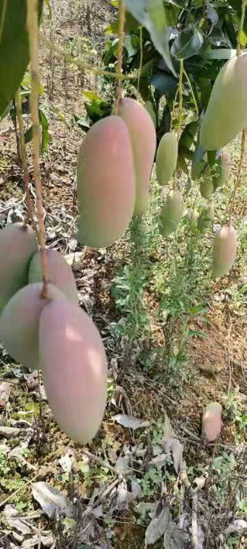 广西百色象牙芒。一手货源。产地直发，诚信代办。合作共赢。