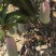 广西百色象牙芒。一手货源。产地直发，诚信代办。合作共赢。