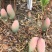 广西百色象牙芒。一手货源。产地直发，诚信代办。合作共赢。
