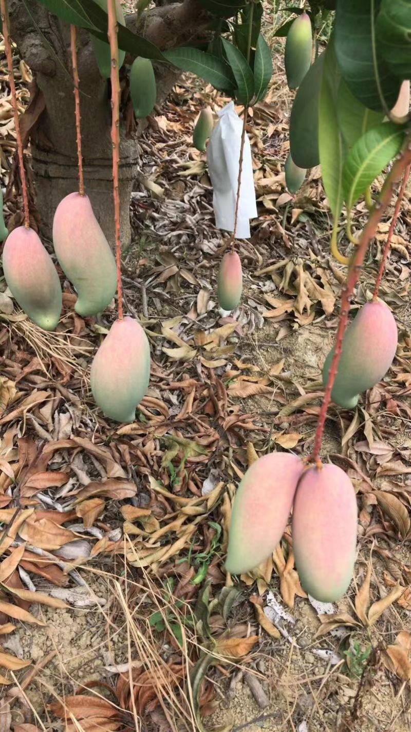 广西百色象牙芒。一手货源。产地直发，诚信代办。合作共赢。