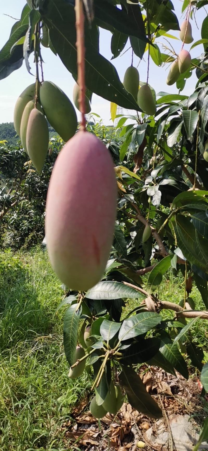 广西百色象牙芒。一手货源。产地直发，诚信代办。合作共赢。